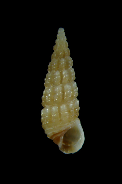 Cerithiidae: Gen. Bittium